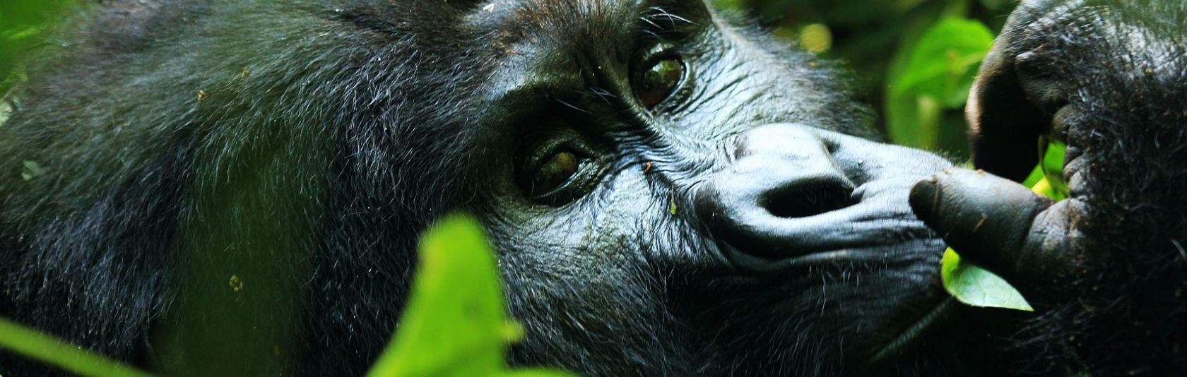 Gorillas Plains 14 Day Kenya Tour And Travel Package